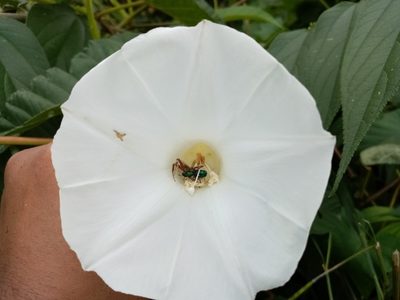 Operculina codonantha, photographed by Pier Luiggi Maquilón