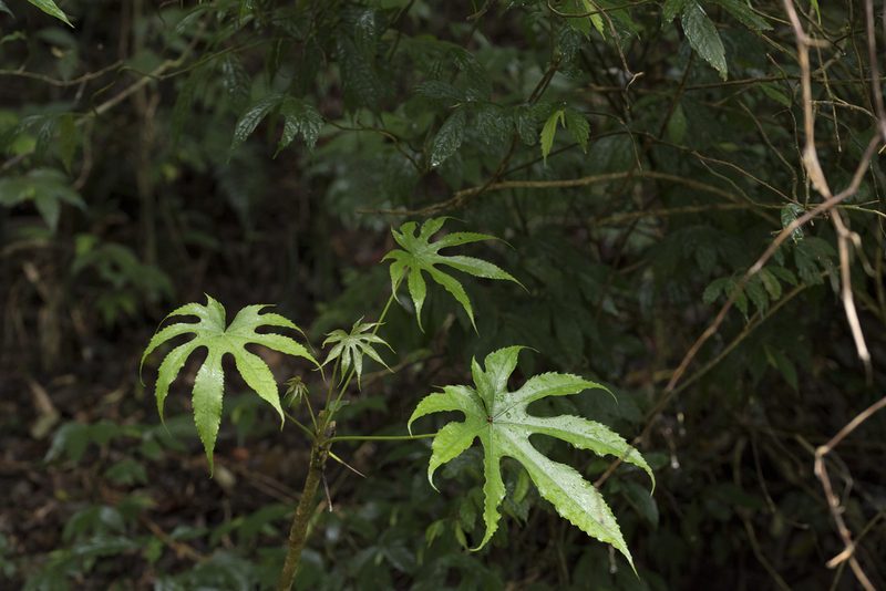 Fatsia polycarpa, photographed by Licheng Shih