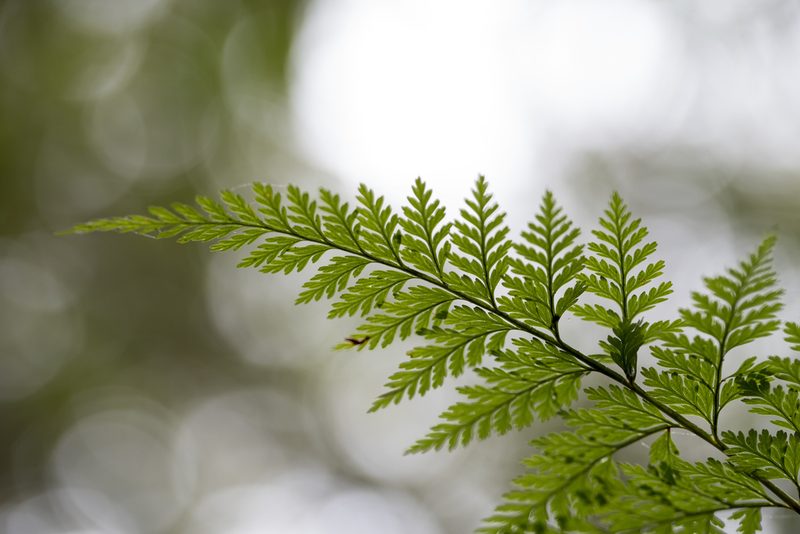 Davallia trichomanoides, photographed by Licheng Shih
