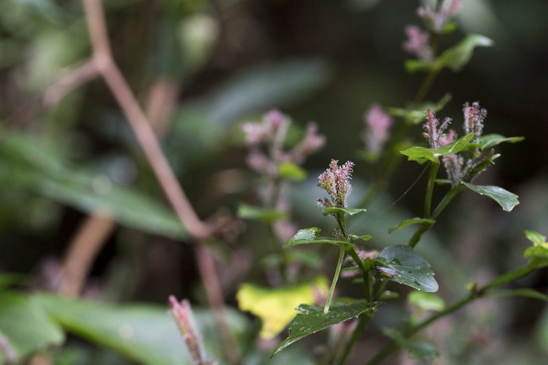 Strobilanthes pentastemonoides, photographed by Licheng Shih