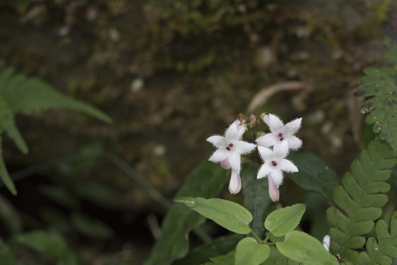 Ophiorrhiza japonica, photographed by Licheng Shih