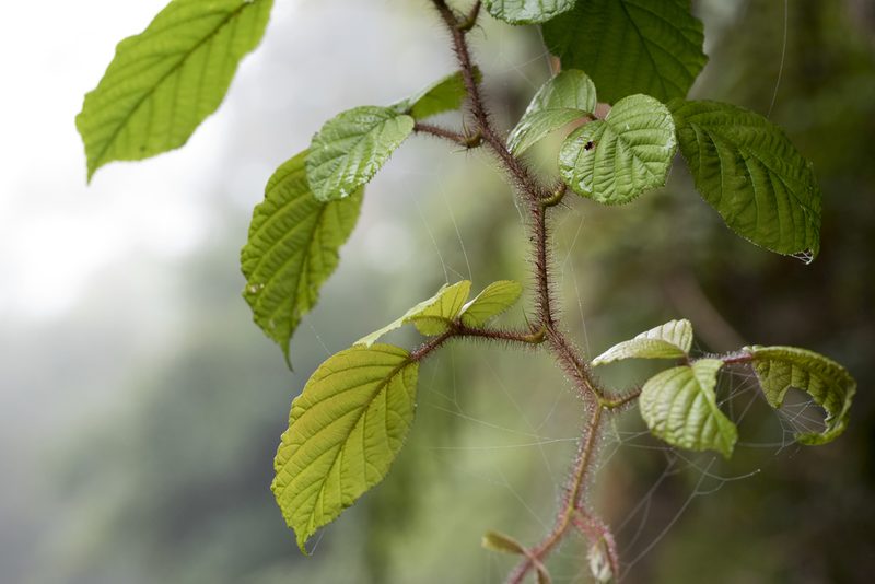 Rubus wallichianus, photographed by Licheng Shih