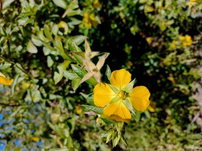 Ludwigia peruviana, photographed by Sebastián Gómez Barboza Silveira