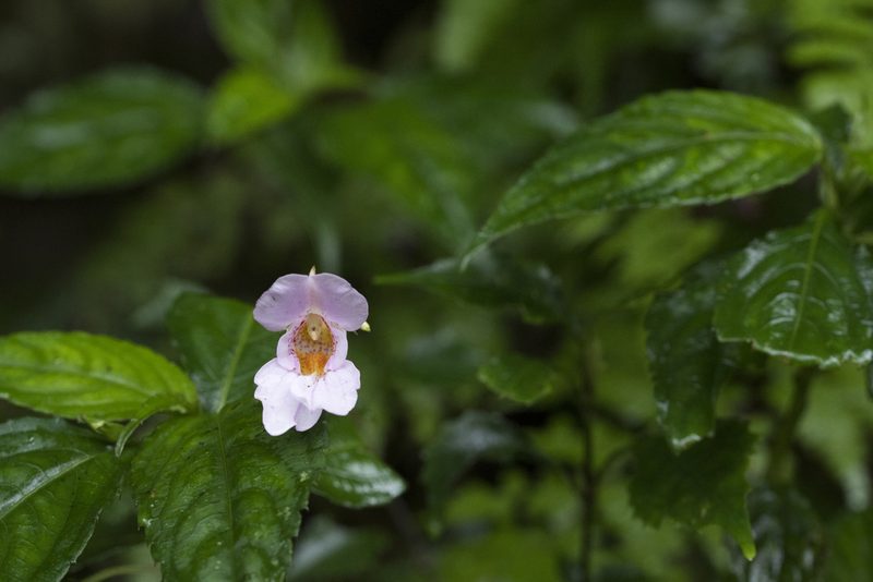 Impatiens uniflora, photographed by Licheng Shih