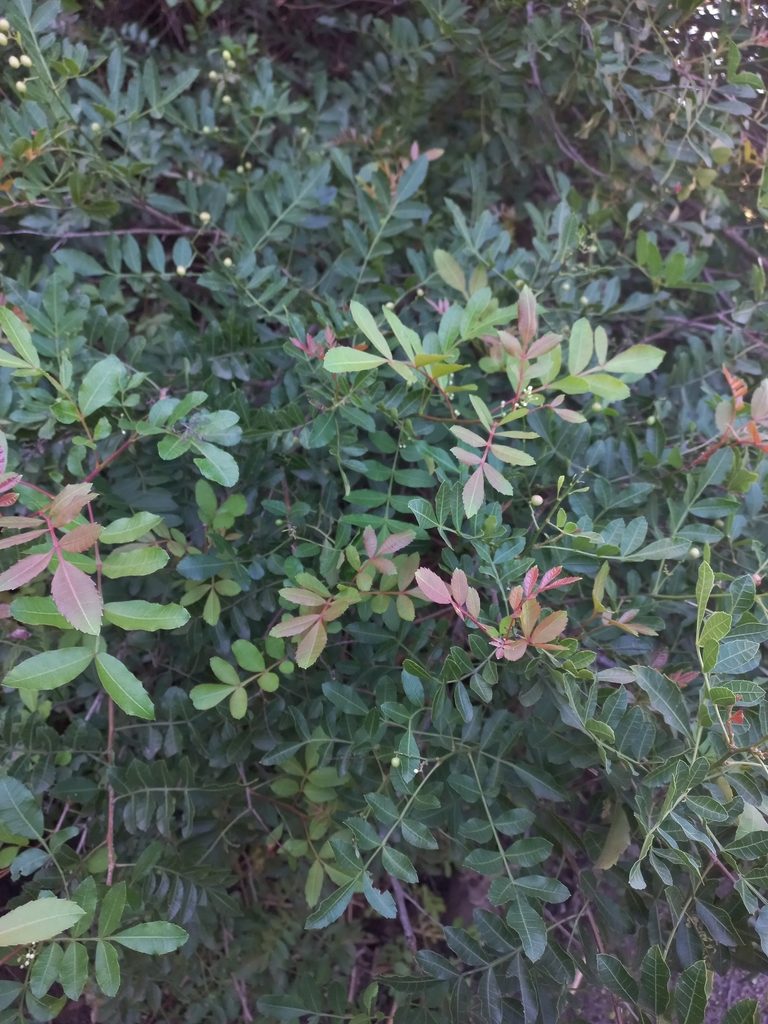 Schinus weinmanniifolia, photographed by Sebastián Gómez Barboza Silveira