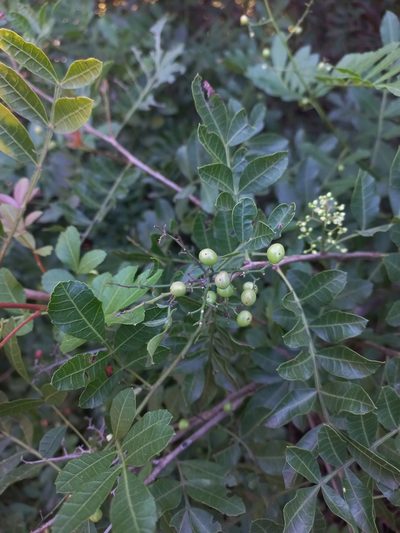 Schinus weinmanniifolia, photographed by Sebastián Gómez Barboza Silveira
