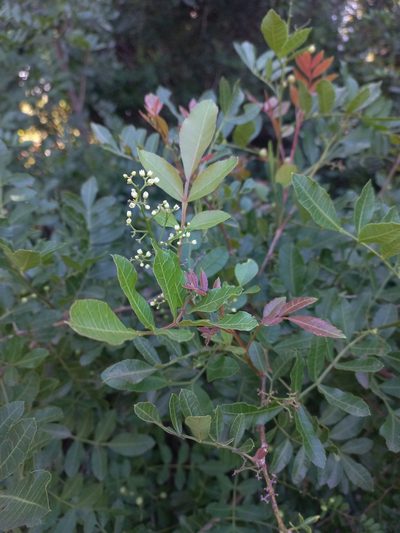 Schinus weinmanniifolia, photographed by Sebastián Gómez Barboza Silveira