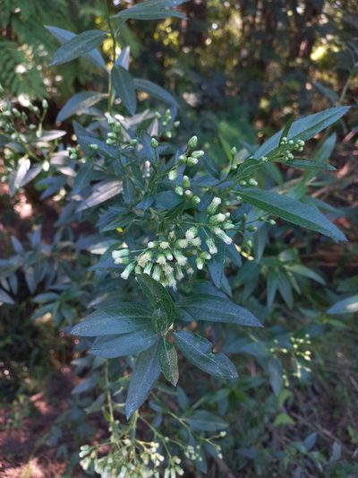 Baccharis punctulata, photographed by Sebastián Gómez Barboza Silveira