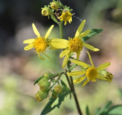 Senecio eremophilus, photographed by Eric Lamb