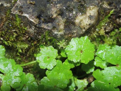 Hydrocotyle sibthorpioides, photographed by chiuluan