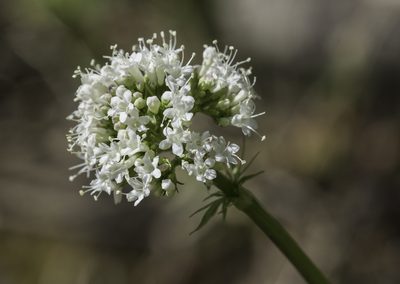 Valeriana acutiloba, photographed by Craig Martin