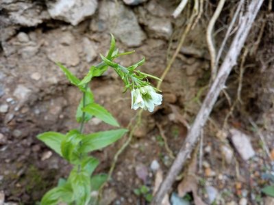Pseudoturritis turrita, photographed by Josep Gesti