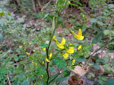 Hippocrepis emerus, photographed by Josep Gesti