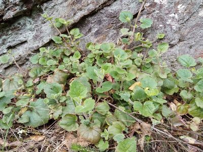 Asarina procumbens, photographed by Josep Gesti