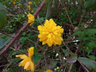 Kerria japonica, photographed by Josep Gesti