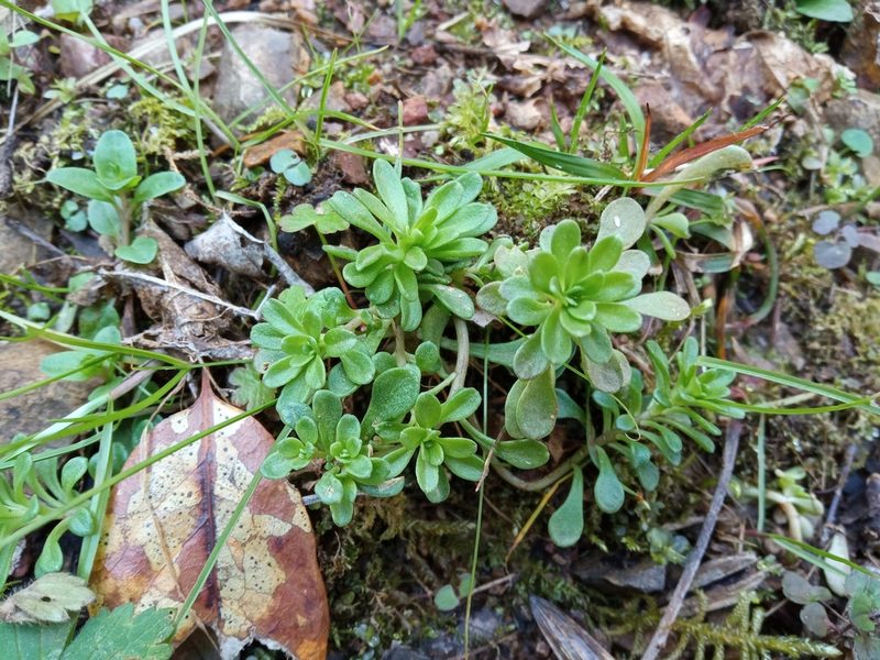 Sedum cepaea, photographed by Josep Gesti