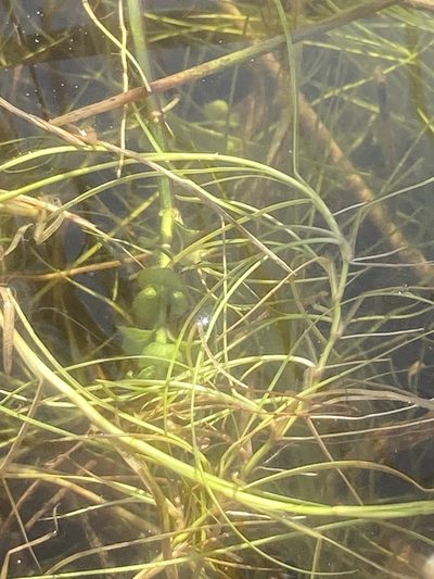 Isolepis fluitans, photographed by Andre Hosper