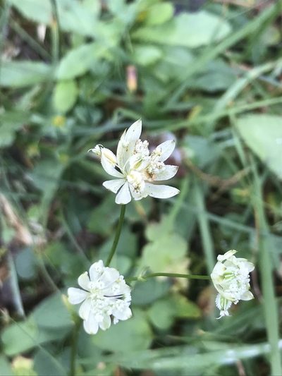 Astrantia bavarica, photographed by monkeyjodey