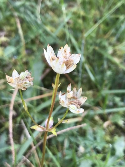 Astrantia bavarica, photographed by monkeyjodey