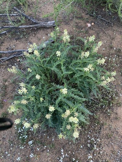 Astragalus pomonensis, photographed by Cara