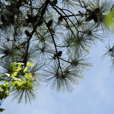 Pinus taeda, photographed by Laura Clark