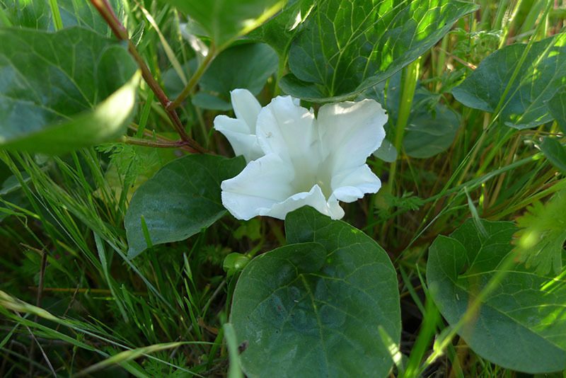 Calystegia atriplicifolia, photographed by Don Boucher