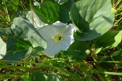 Calystegia atriplicifolia, photographed by Don Boucher