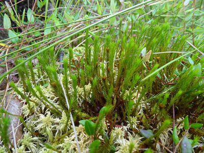 Polytrichum strictum, photographed by Grzegorz Grzejszczak