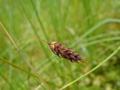 Carex limosa, photographed by Grzegorz Grzejszczak