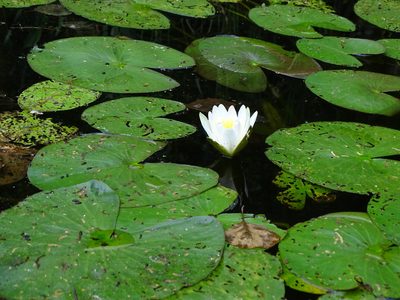 Nymphaea candida, photographed by Grzegorz Grzejszczak