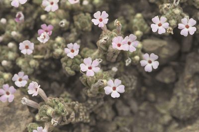 Junellia pappigera, photographed by Morten Ross