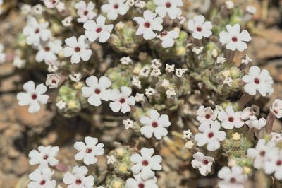 Junellia pappigera, photographed by Morten Ross
