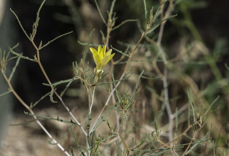 Mentzelia springeri, photographed by Craig Martin