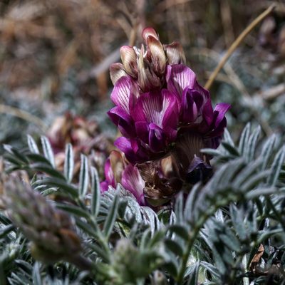 Astragalus humistratus, photographed by Andrew Tree