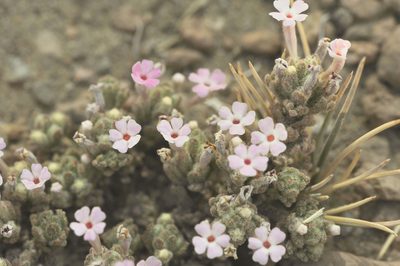 Junellia pappigera, photographed by Morten Ross