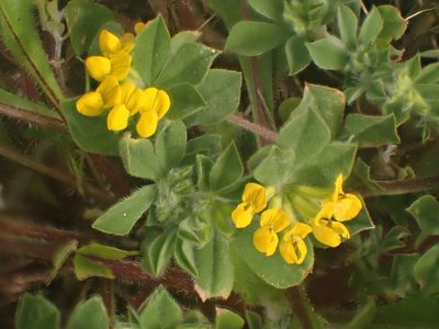 Lotus ornithopodioides, photographed by John Lyden