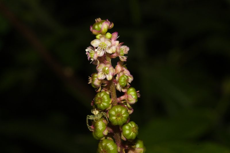 Phytolacca thyrsiflora, photographed by Fernando Sessegolo