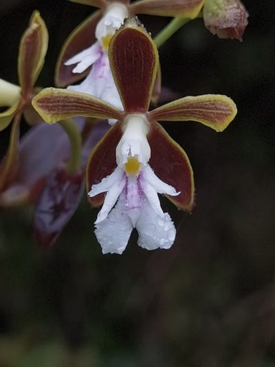 Epidendrum exasperatum, photographed by Eduardo Chacón Madrigal