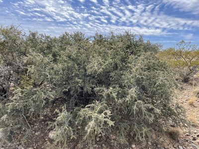 Condalia warnockii, photographed by CK2AZ