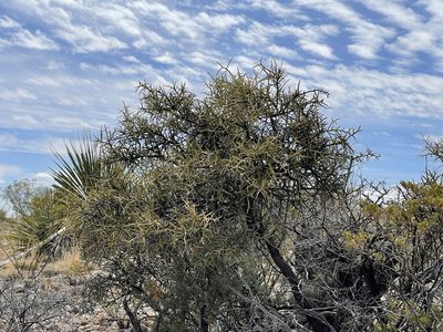 Koeberlinia spinosa, photographed by CK2AZ