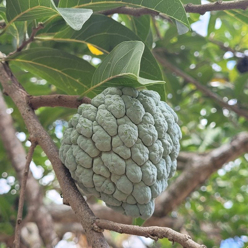 Annona squamosa, photographed by Maria Janeiro