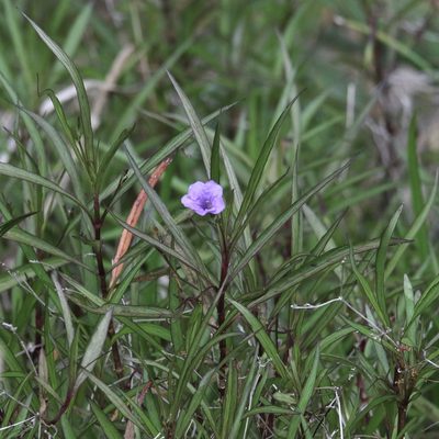 Ruellia simplex, photographed by er-birds