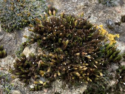 Orthotrichum anomalum, photographed by Marc Riera