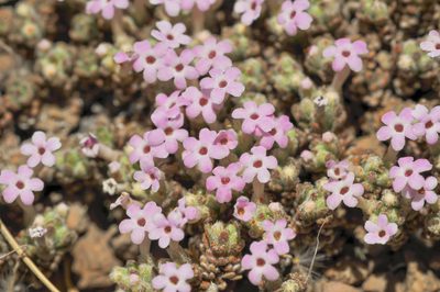 Junellia pappigera, photographed by Morten Ross