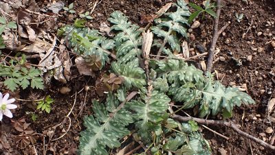 Hydrophyllum macrophyllum, photographed by John Abrams