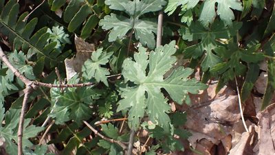 Hydrophyllum canadense, photographed by John Abrams
