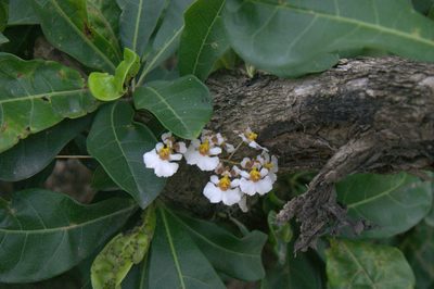 Tolumnia variegata, photographed by Brian Oakes Haiti Hunter