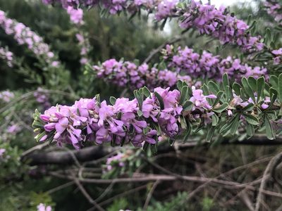 Indigofera flabellata, photographed by Ren Hoekstra