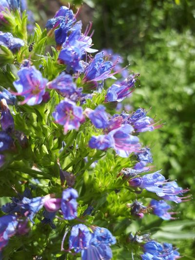 Echium webbii, photographed by Ina Siebert