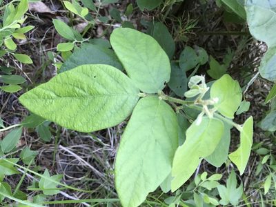 Desmodium viridiflorum, photographed by Alan Weakley